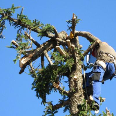 Elagueur elagage elagage des arbres abattage d arbre ebranchage entretien des espaces verts debroussaillage eclaircissage taille des arbres elagueur grimpeur1